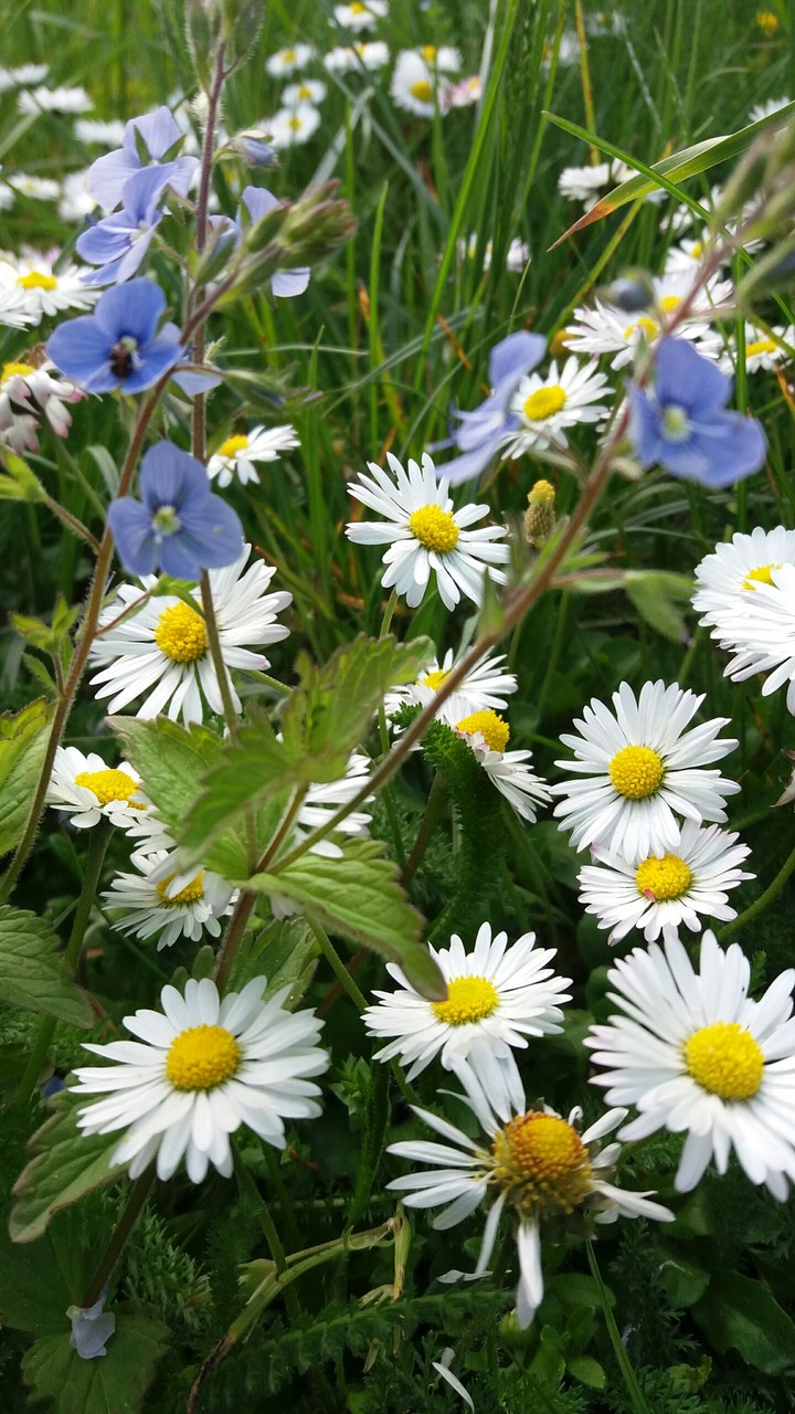 daisy field
