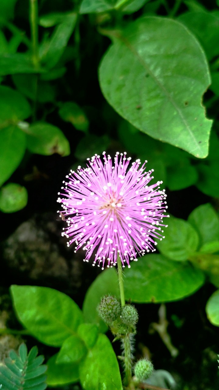 Mimosa piduca