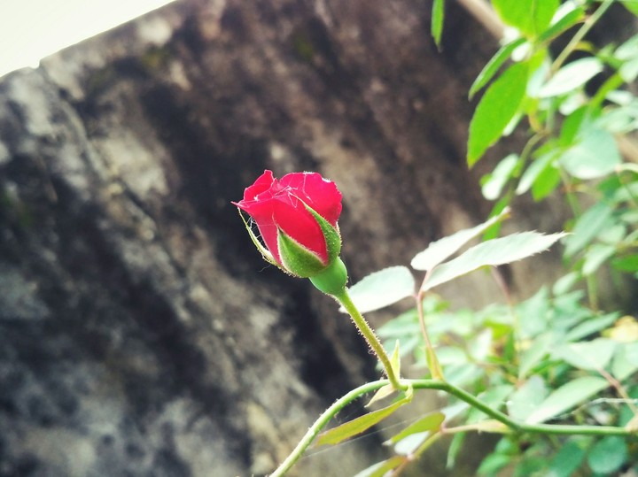 rose