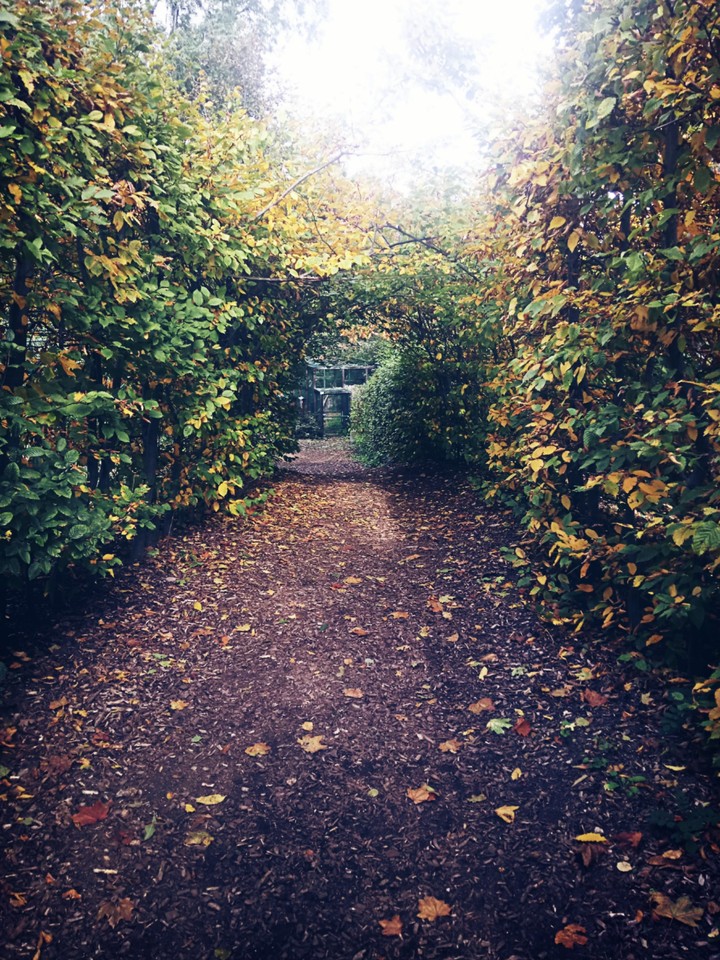 beautiful autumn