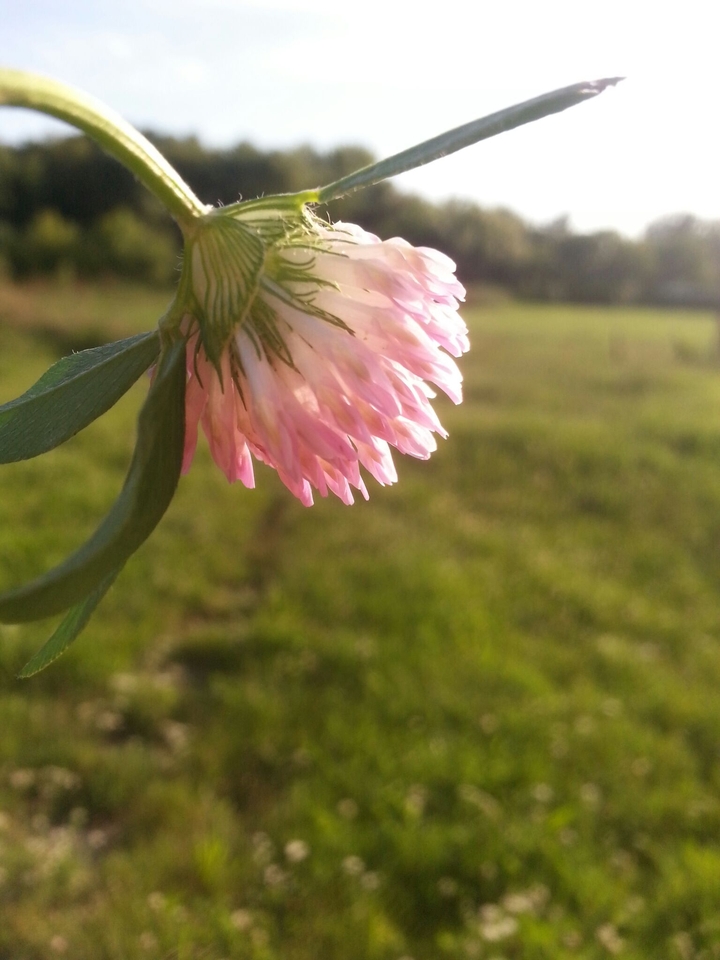 Little flower 