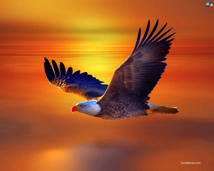 eagle