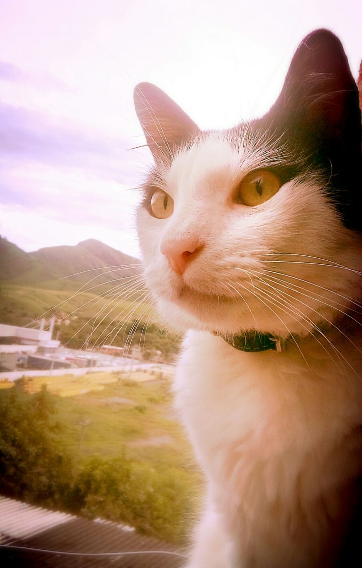 Gato Doméstico