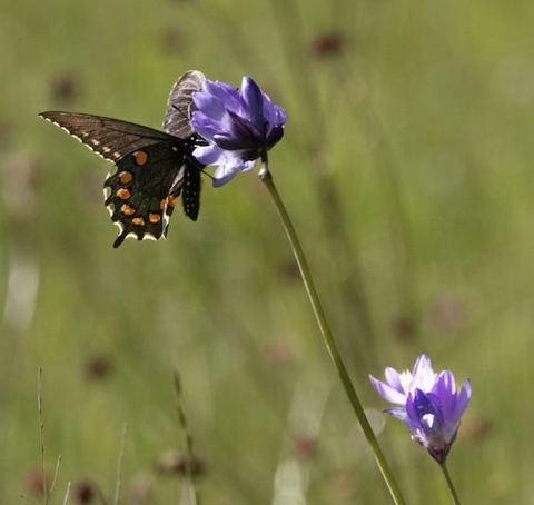 meadow, pollinator壁紙
