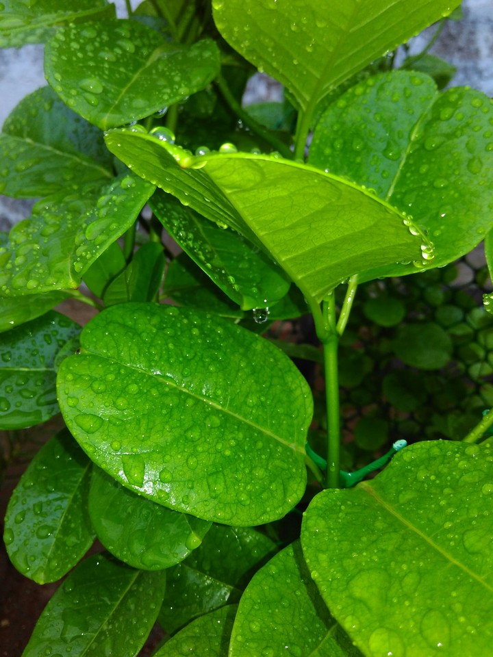 green
