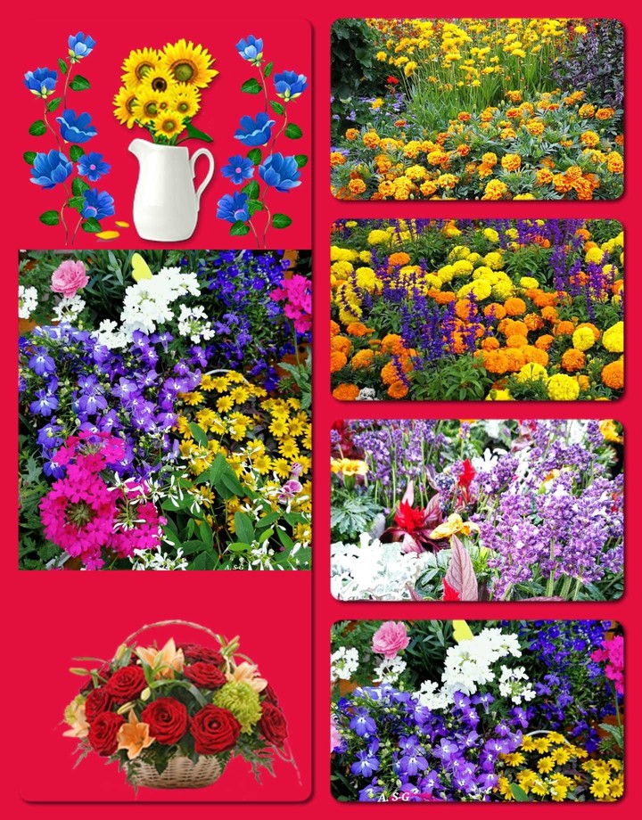 Blumen Collage