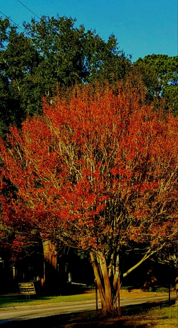 crape_orane myrtle