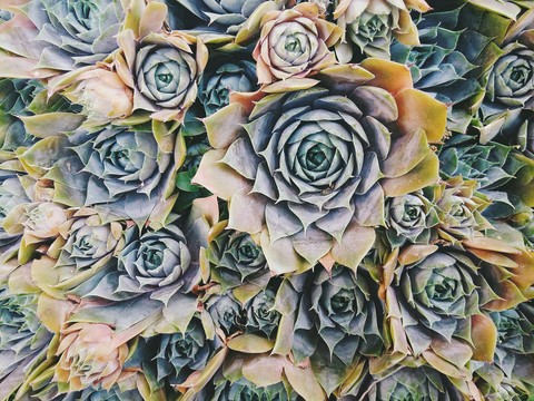 succulent