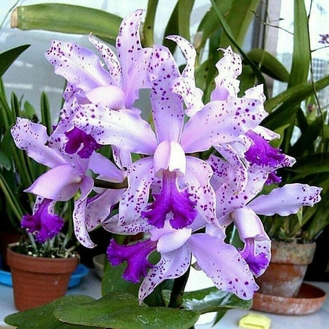 plant, purple wallpapers