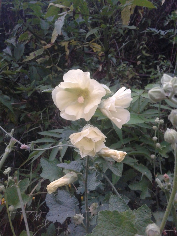 flower