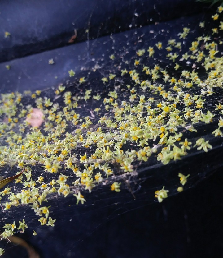 just random flowers stuck on a web 