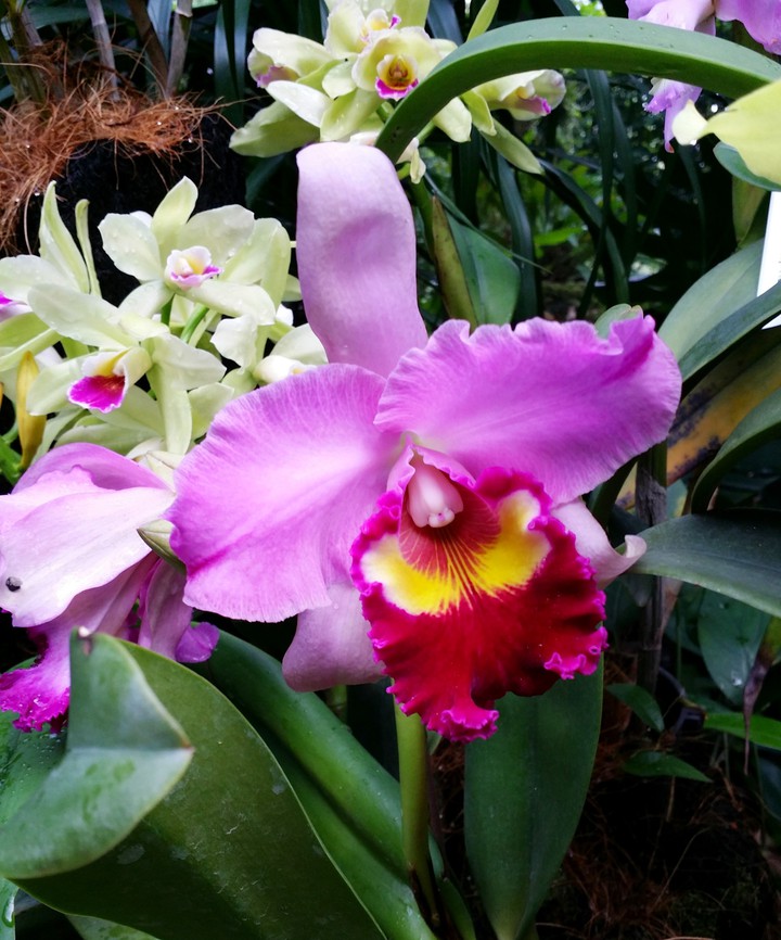 flower