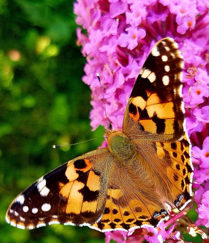 Butterfly