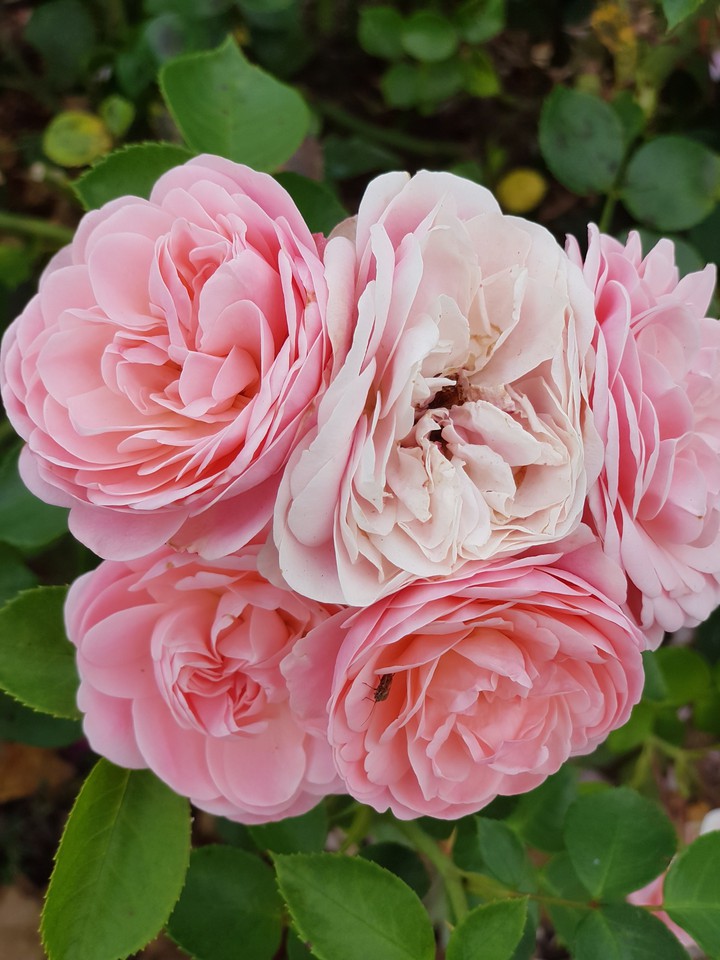 rose