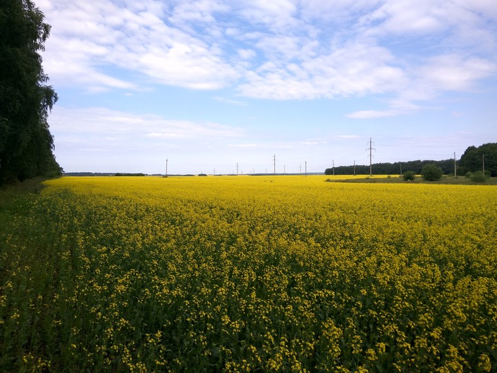 yellow field