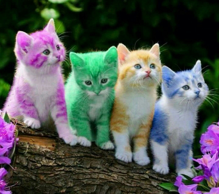 cat colormate