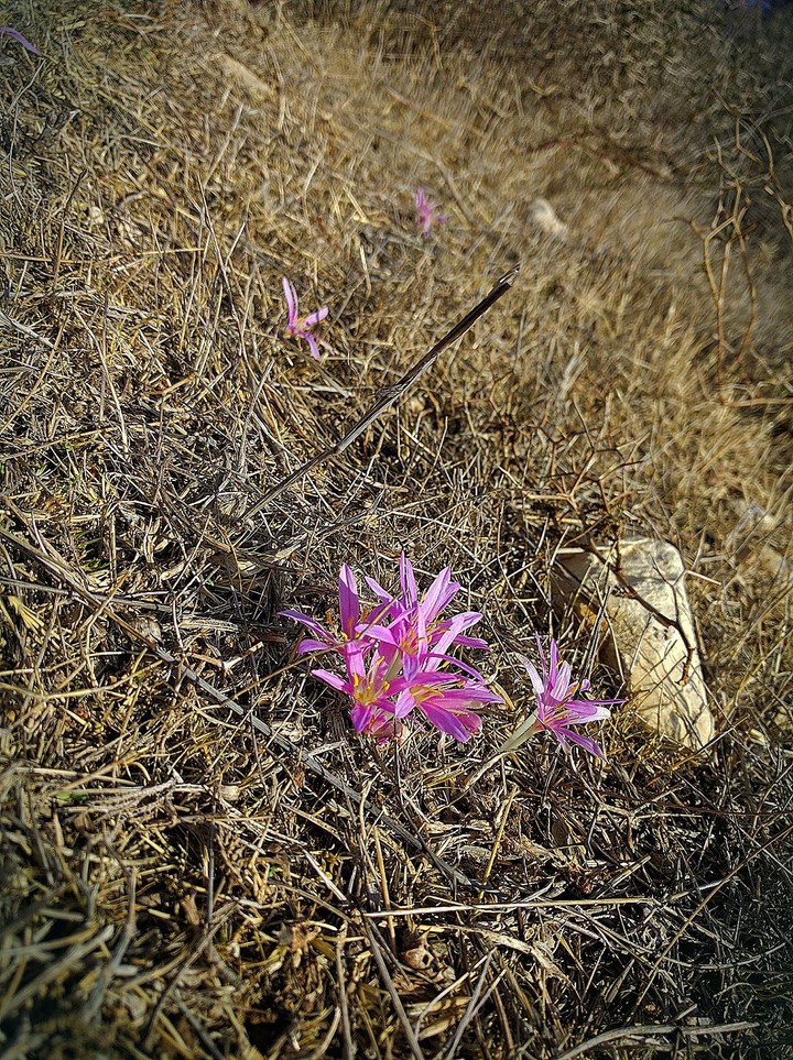 Desert Beauty