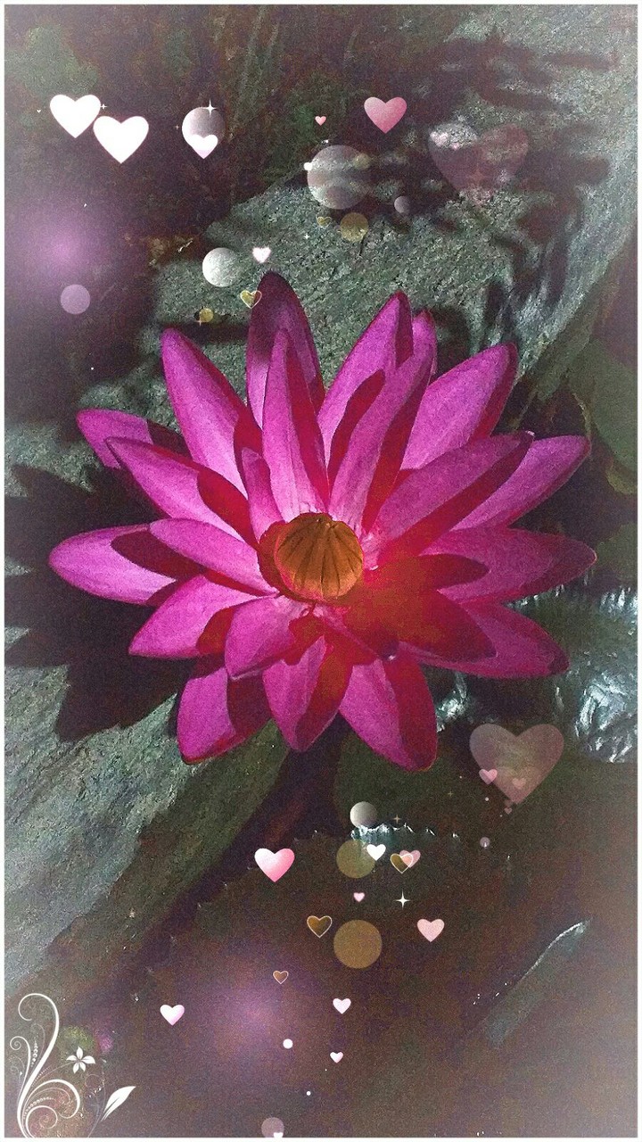 Lovely Lotus