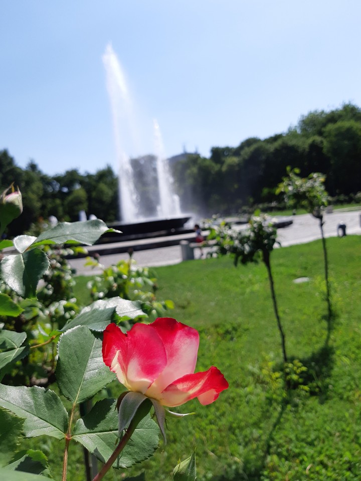 in the park
