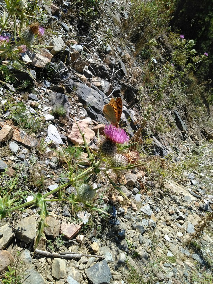 Doğa