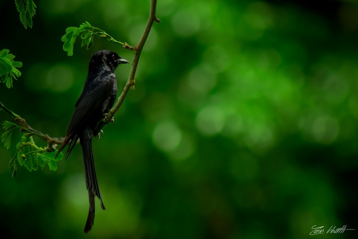 black bird
