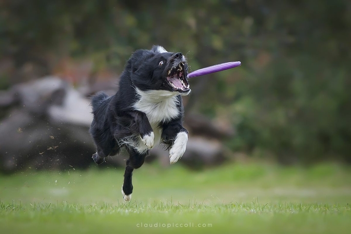 If It's Not A Broder Collie It's Just A Dog
