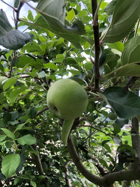 fruit, produce wallpapers