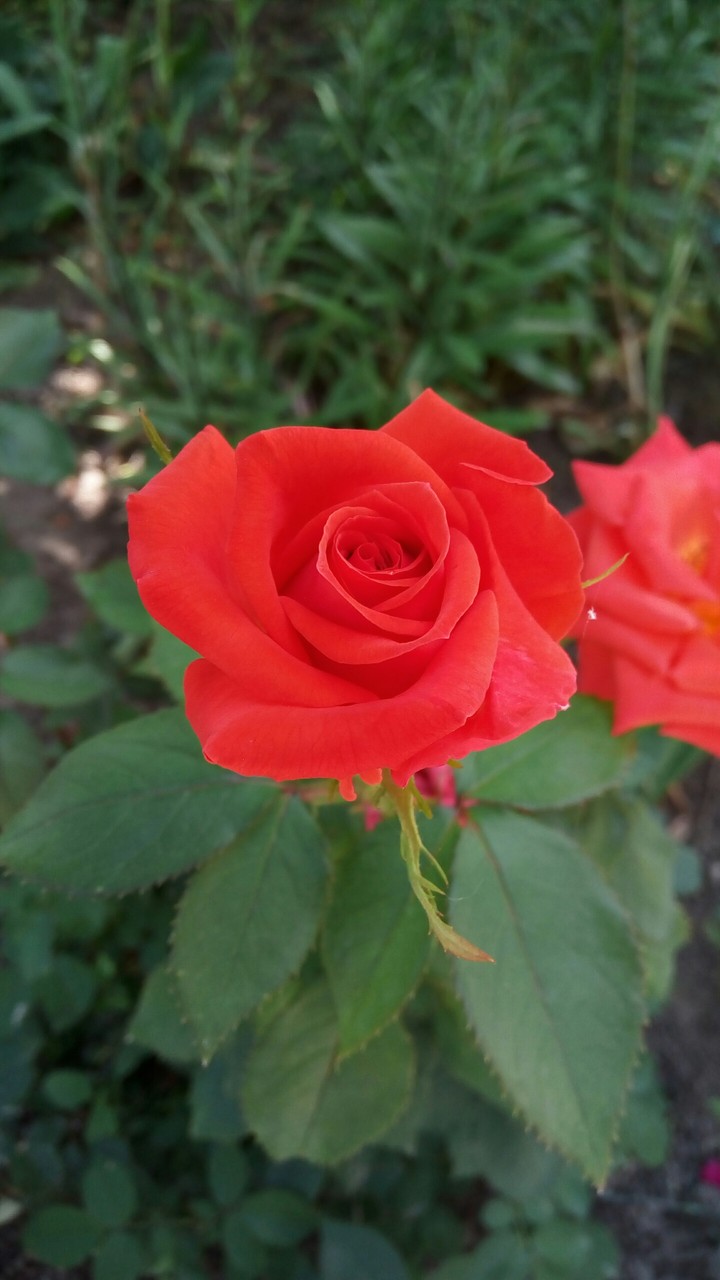 Rose