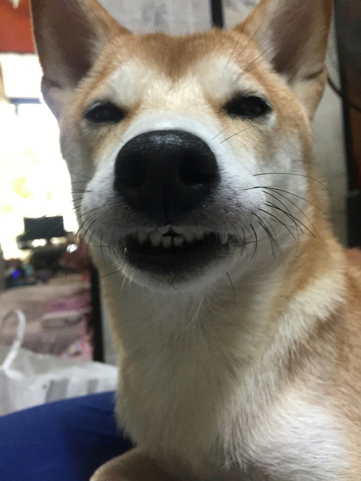 Dog 柴