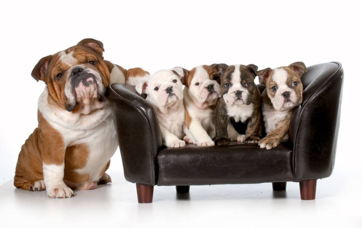 pets