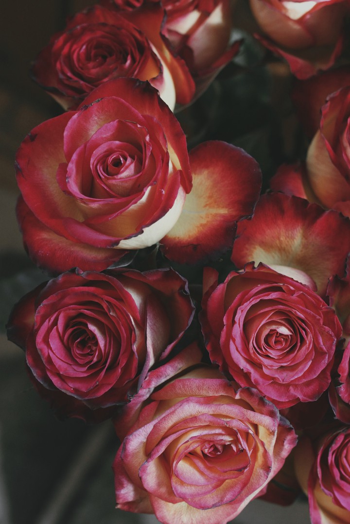Rose