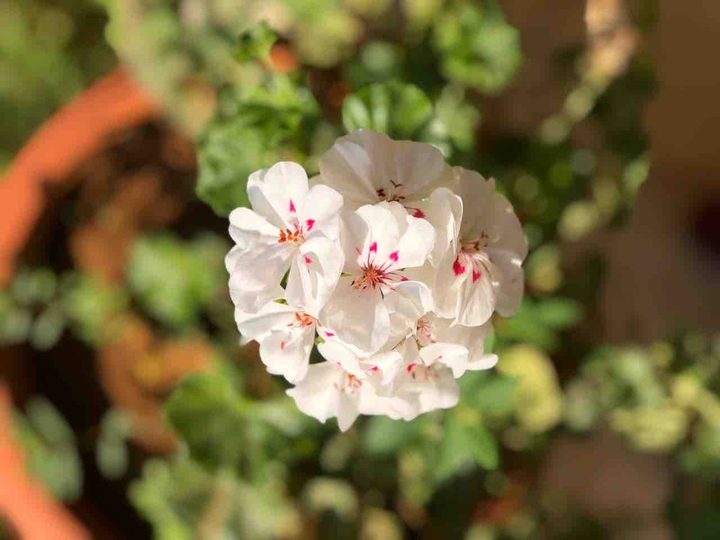 white flower