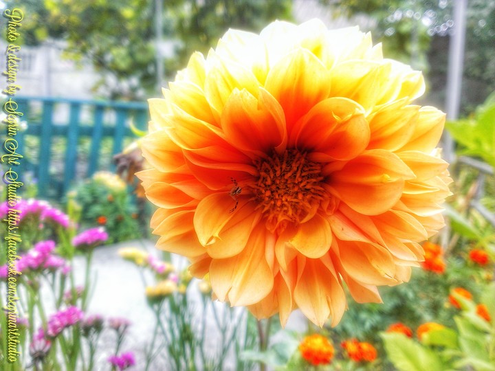 Dahlia