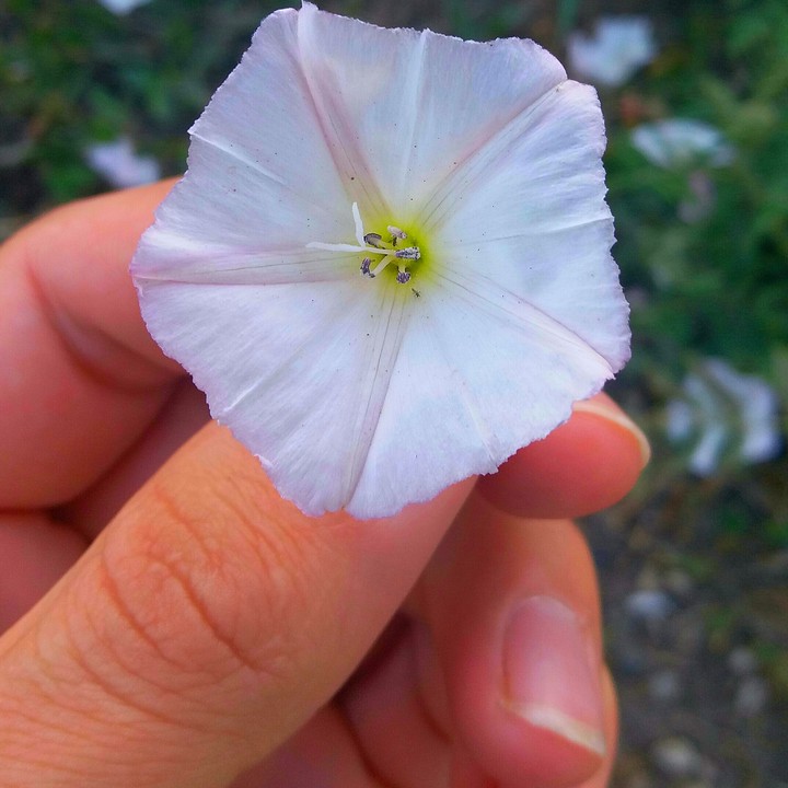 Flower