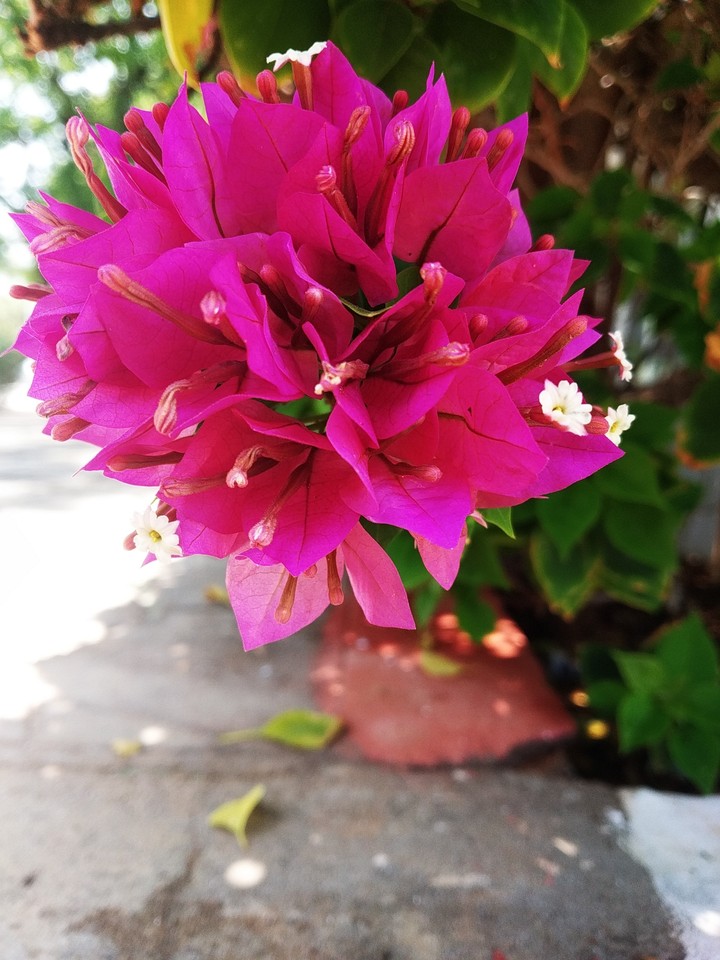 nature