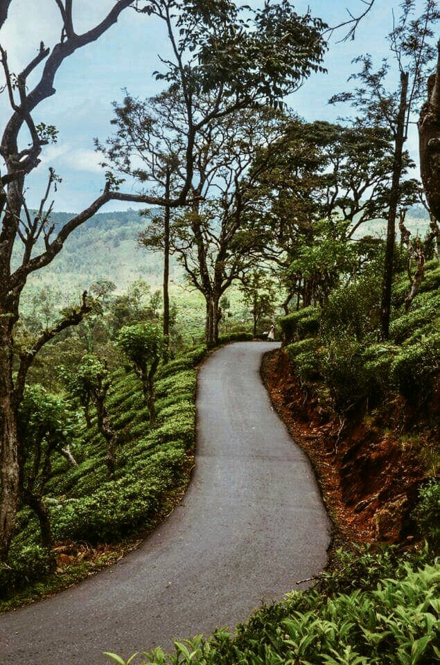 Nature 