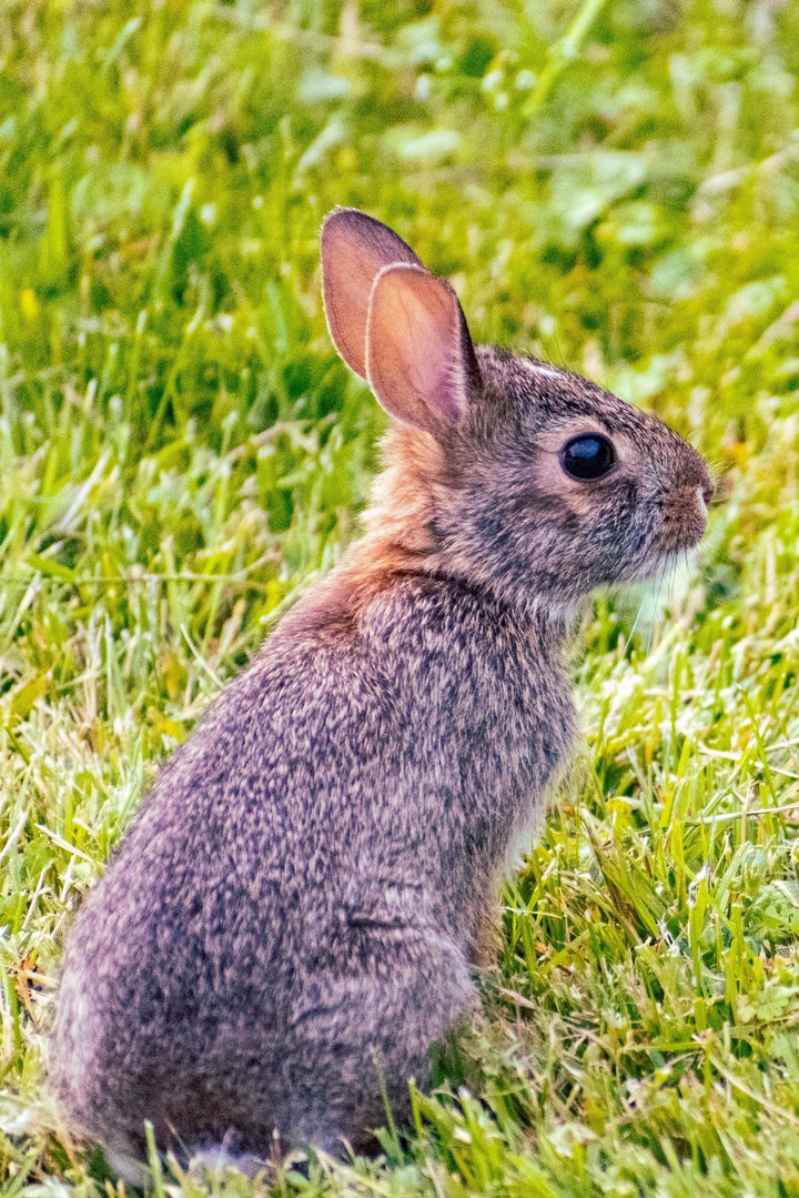 rabbit ?