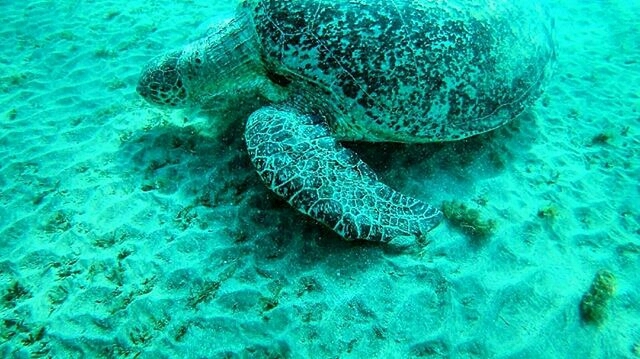 sea