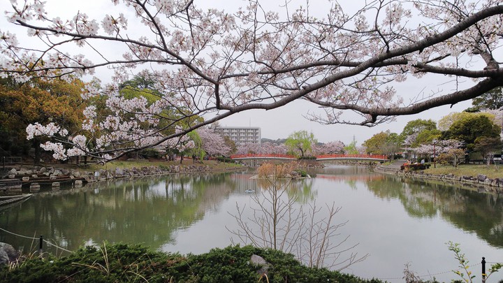 池と桜