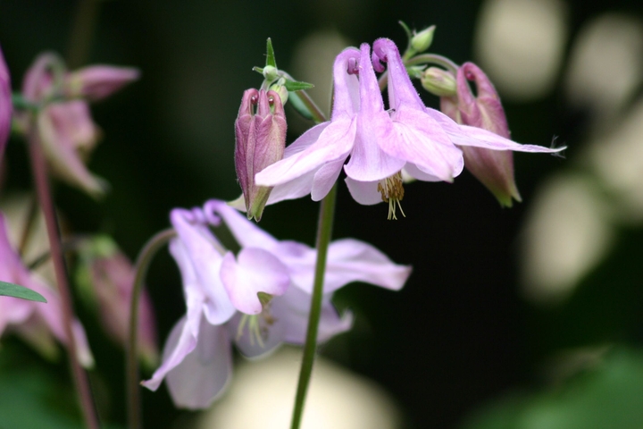 Fiori