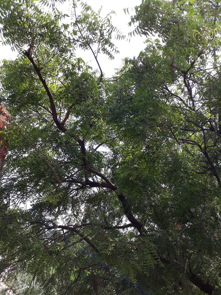 the neem tree 