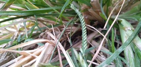 grass