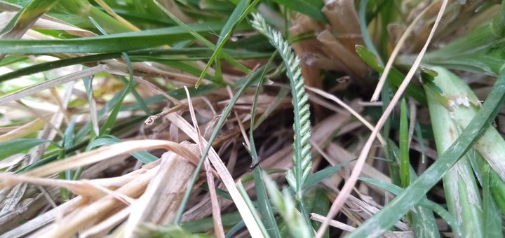 grass