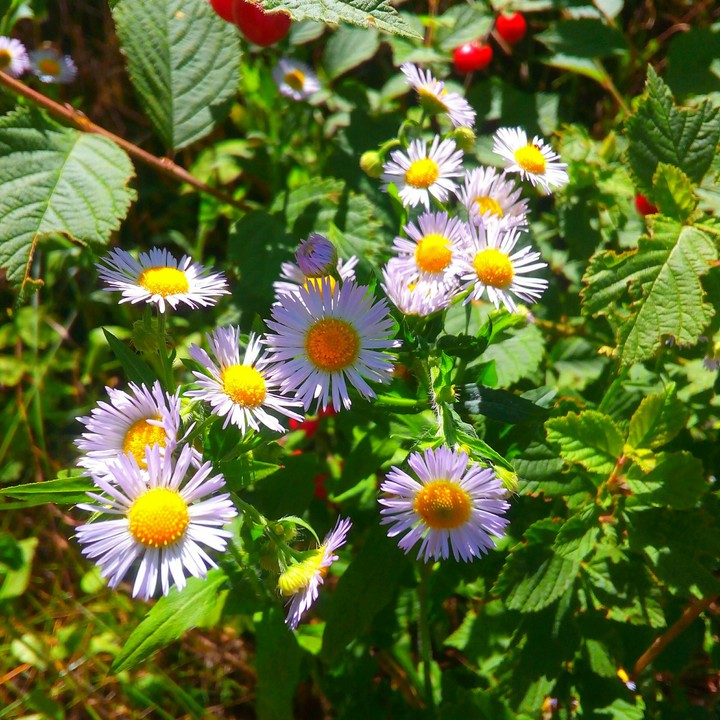 Daisies