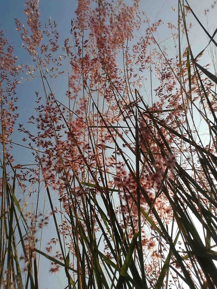 flowers or grasses