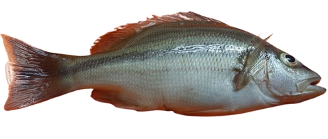 Lethrinidae