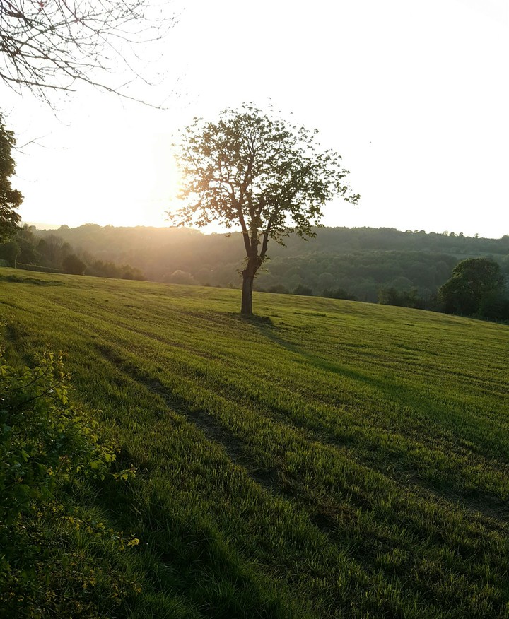 Lonely tree