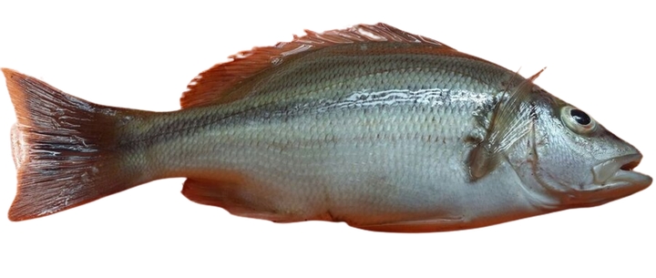 Lethrinidae