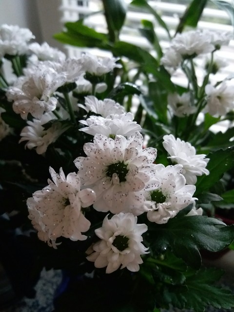 So beauty flowers ;)