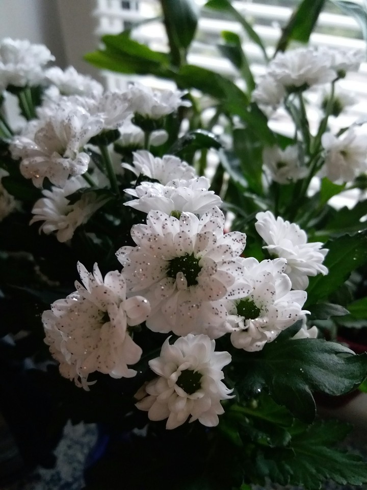 So beauty flowers ;)